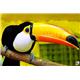 توکان (toco toucan)
