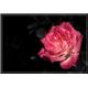 Flower2
