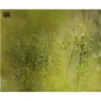 Green Dream