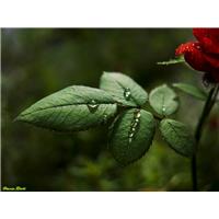 قطره