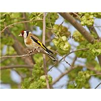 بلبل هفت رنگ