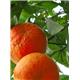 نارنجی